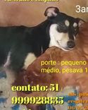 Trovão