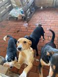 Cão