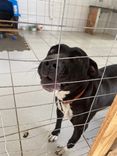 Cão