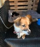 Cão