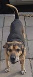 Cão