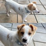 Cão