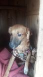 Cão