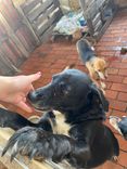 Cão