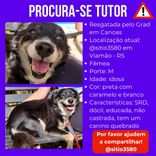 Cão
