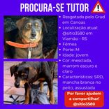Cão