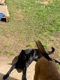 Cão