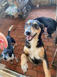 Cão