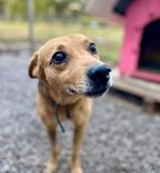 Cão