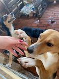 Cão