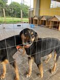 Cão