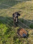 Cão