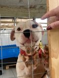 Cão