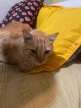 Gato