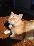 Gato