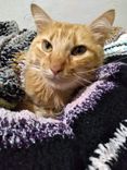 Gato