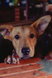 Cão