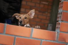 Cão