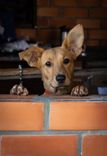 Cão