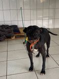 Cão