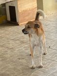 Cão