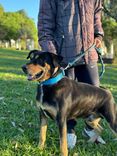 Cão