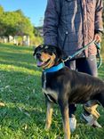 Cão