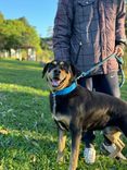 Cão