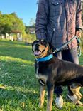 Cão