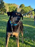 Cão