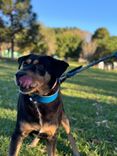 Cão