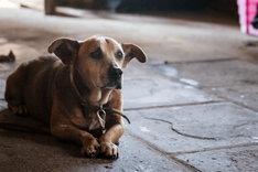 Cão