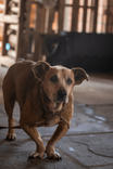 Cão