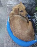 Belinha