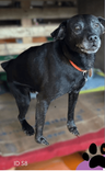 Cão
