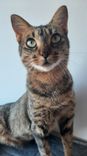 Gato