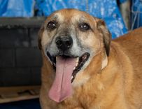 Cão