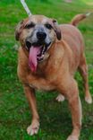 Cão