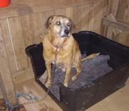 Cão