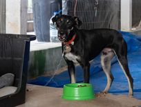 Cão