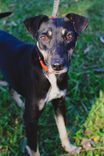 Cão