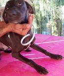 Cão