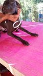 Cão