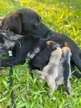 Cão