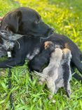Cão