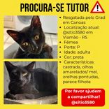 Gato