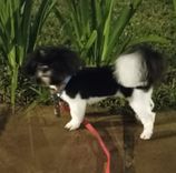 Camilo