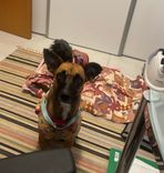 Cão