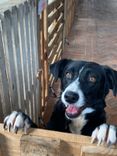 Cão