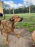 Cão